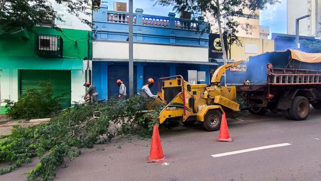 Referência para centros urbanos, arborização da 14 de Julho passa por nova manutenção.