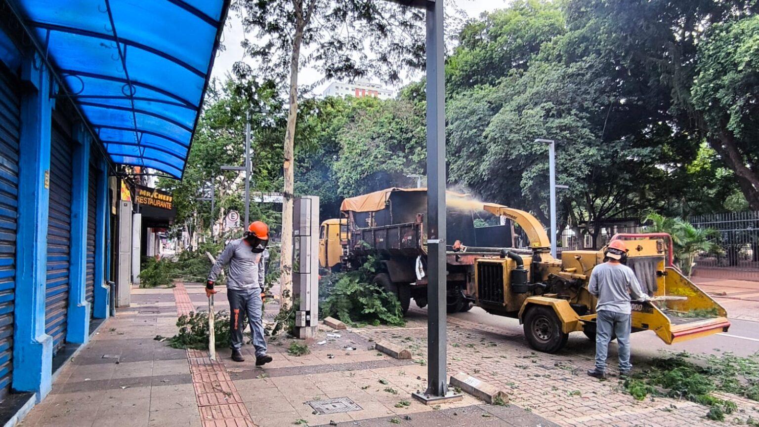 Referência para centros urbanos, arborização da 14 de Julho passa por nova manutenção.